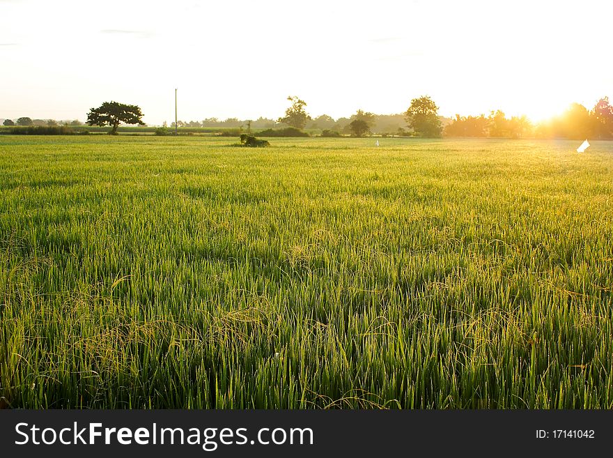 Paddy rice in field, Thailand. Paddy rice in field, Thailand