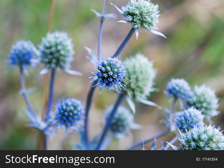 Prickly flower of dark blue color