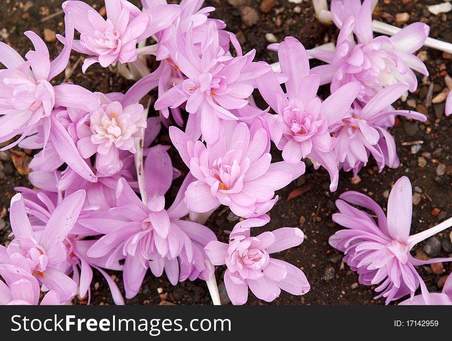 Flowerbed with violet colour crocus in the manner of background