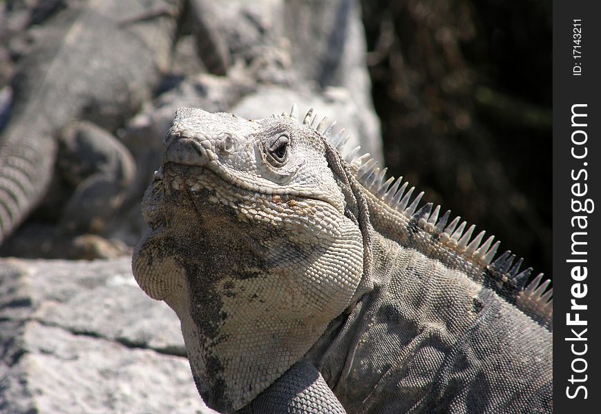 Foreground of an iguana in tulum, mexico