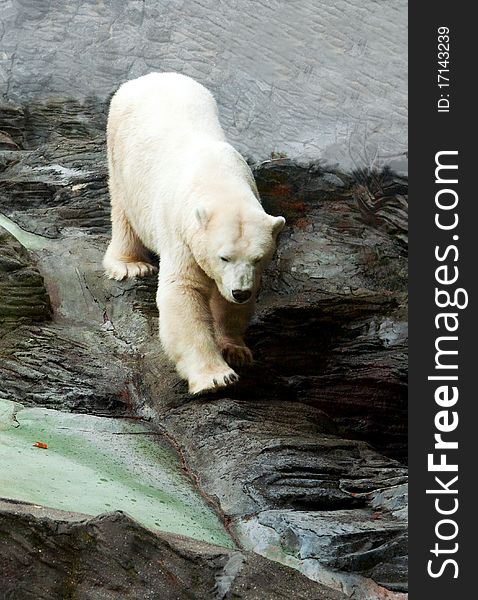 Polar bear down on the rocks in the Prague zoo