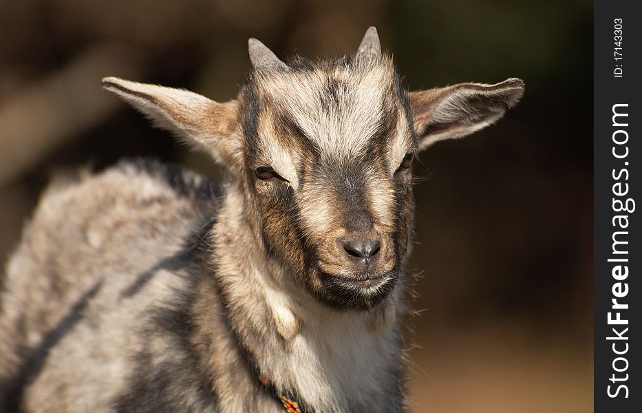 Young goat in black forrest germany