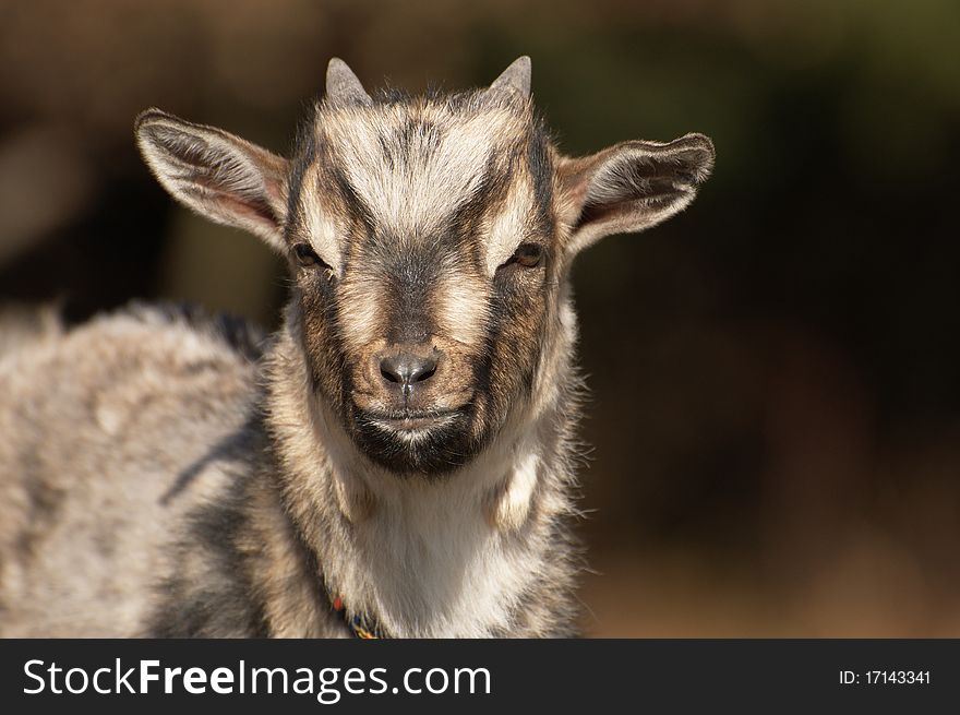 Young goat in black forrest germany