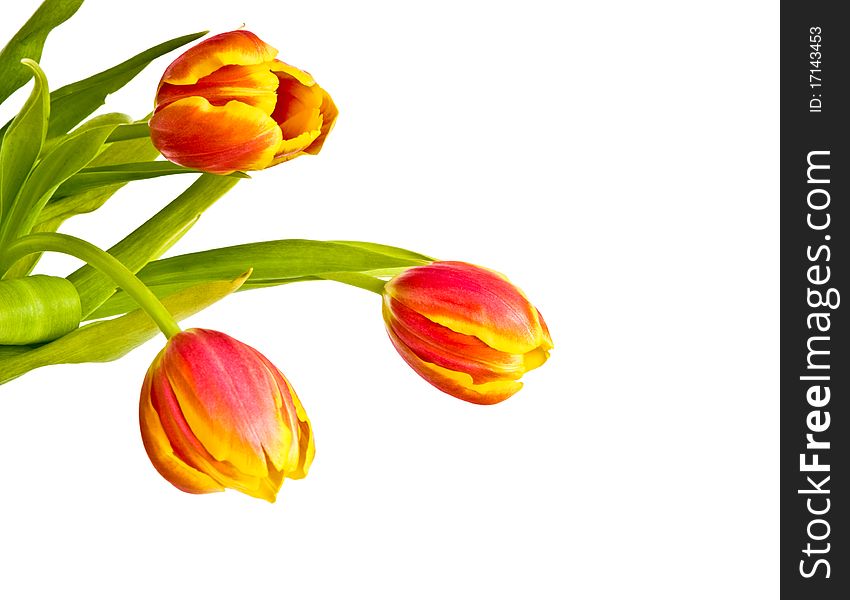 Beautiful bouquet of tulips on white background