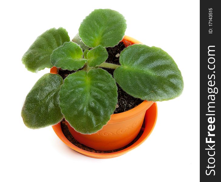 Green Violet In Orange Pot