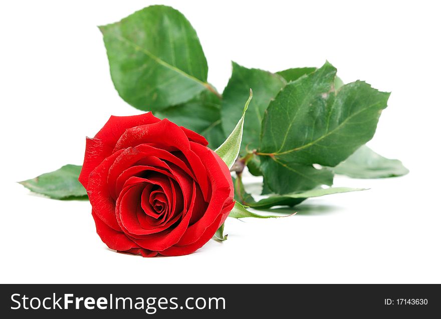 Red rose with green stem isolated on a white background