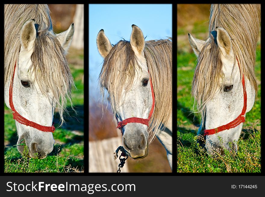 Three horses eating green grass