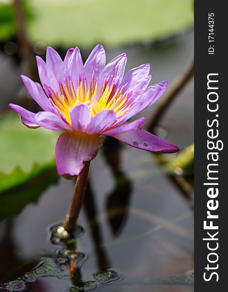 Beautifull Purple water lily in nature