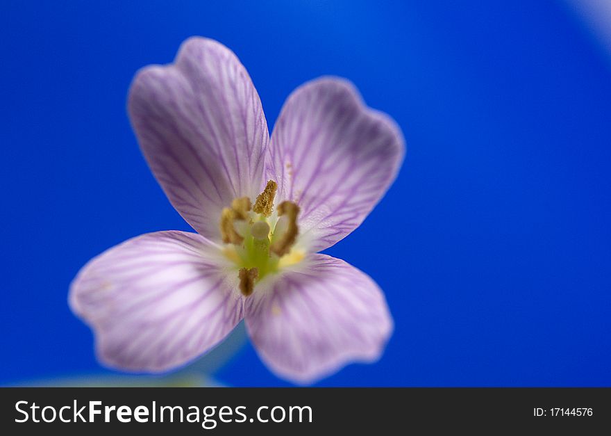 Flower With Blue Background