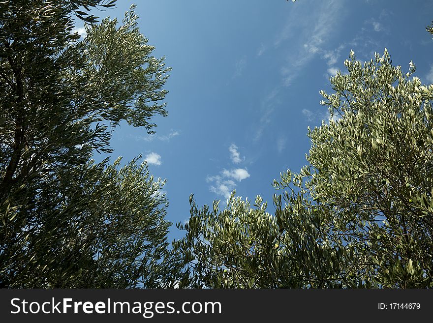Olives trees in a blue sky of Greece. Olives trees in a blue sky of Greece