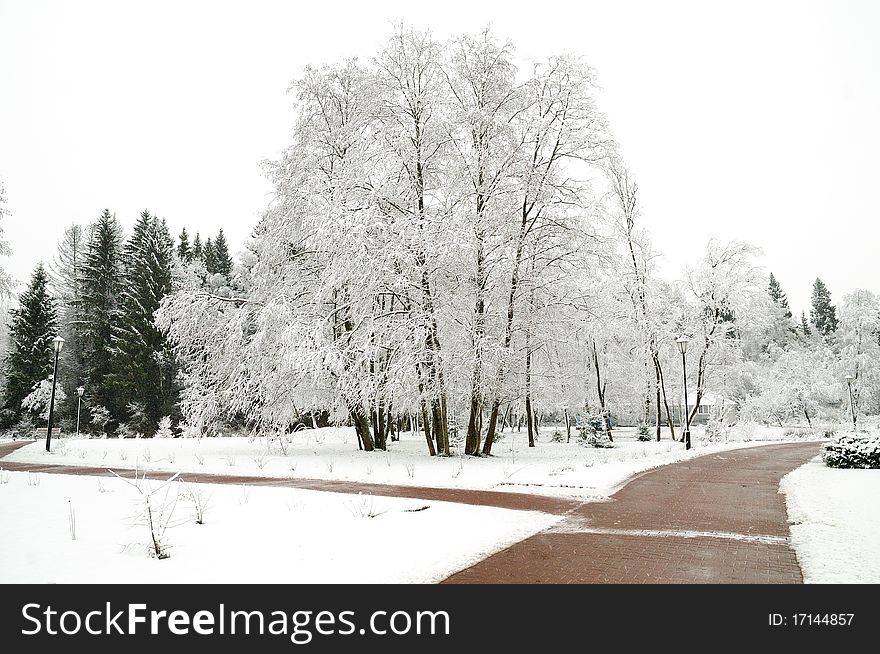 First snow on the trees in the park