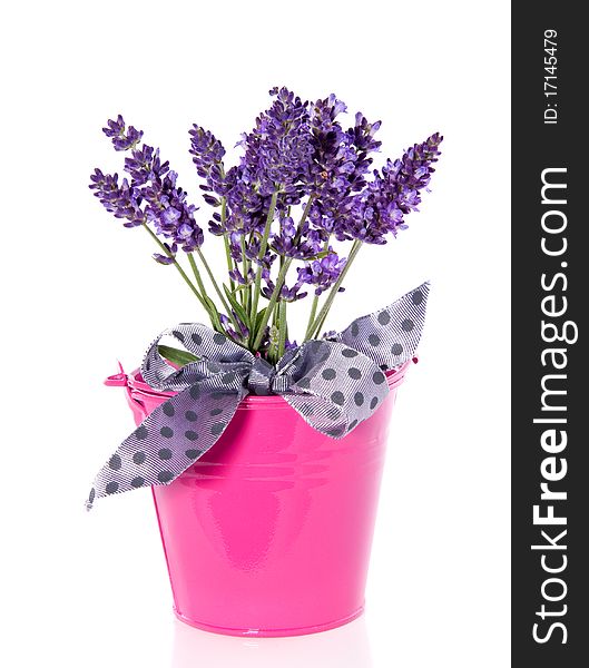 Purple lavender in a pink bucket isolated over white