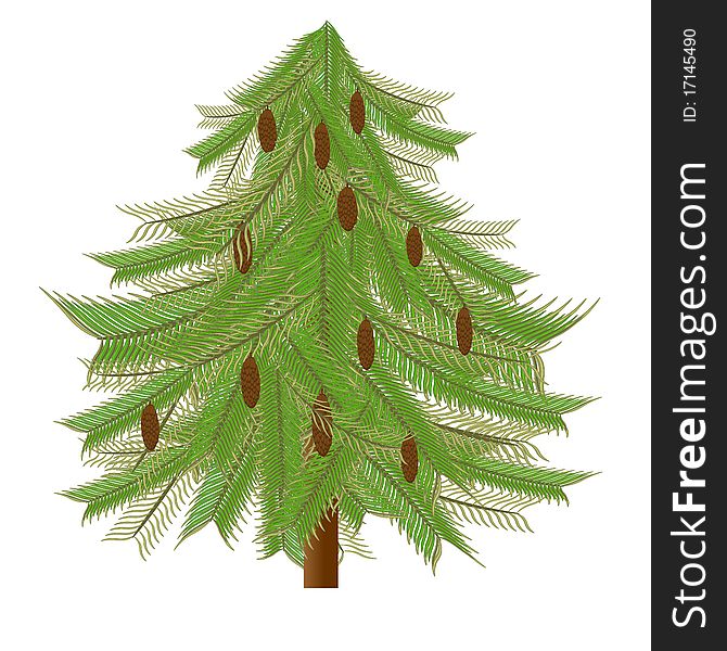 Fir-tree