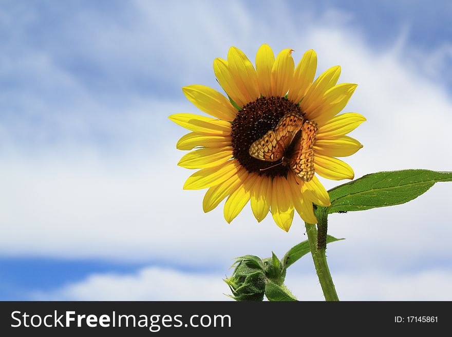 A butterfly on a wild sunflower with blue sky and clouds in the background. A butterfly on a wild sunflower with blue sky and clouds in the background.