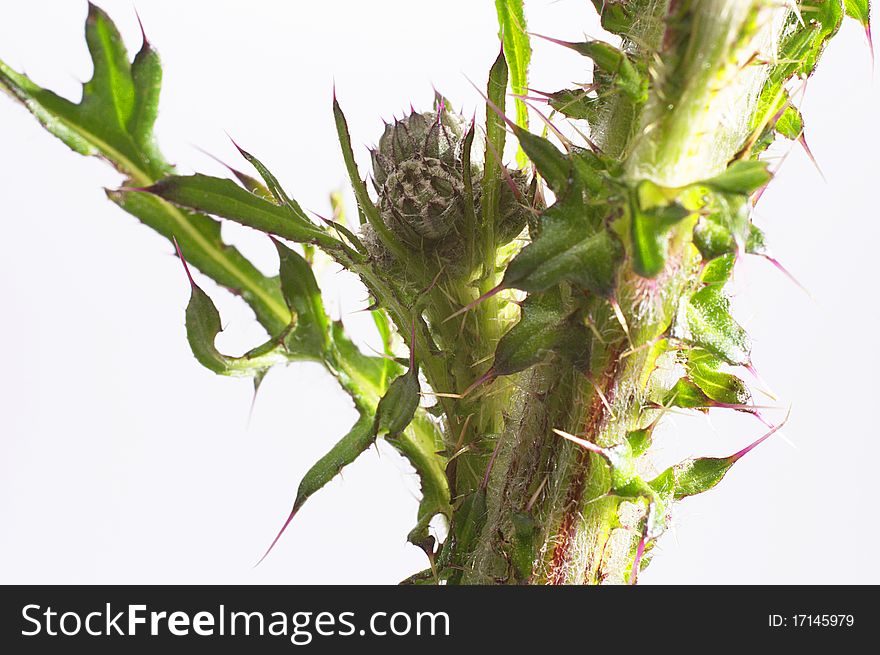 Thistle on a white background. Thistle on a white background