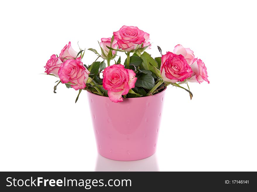 White roses with pink edges in a pink vase isolated over white