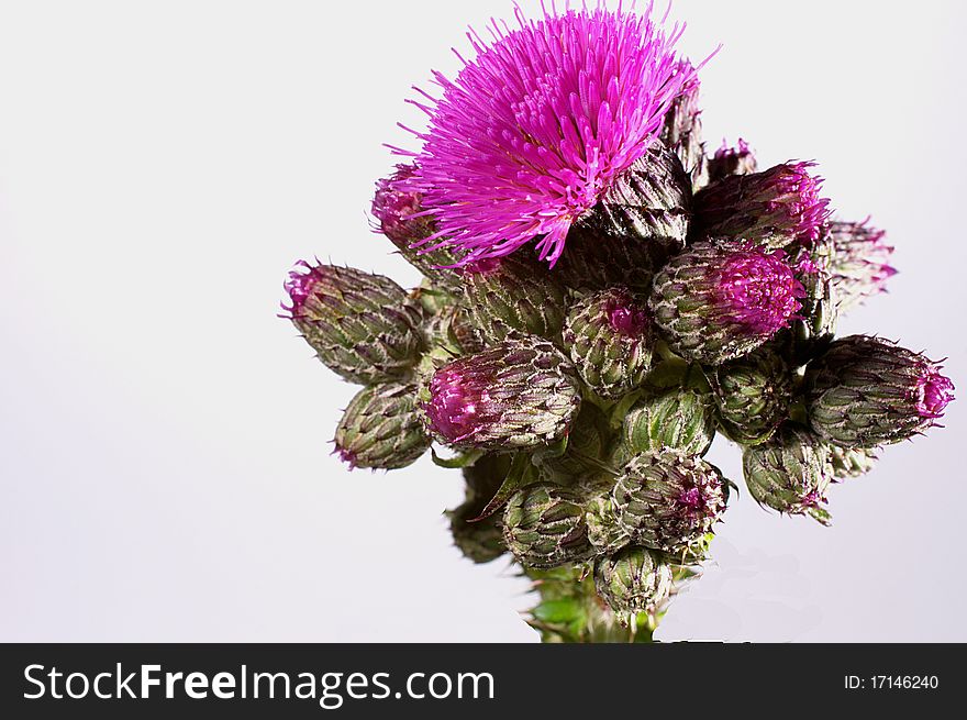 Thistle on a white background. Thistle on a white background