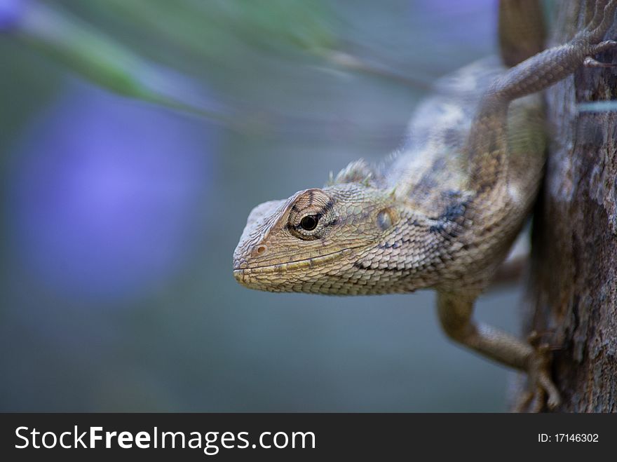 A chameleon looking for prey among the trees