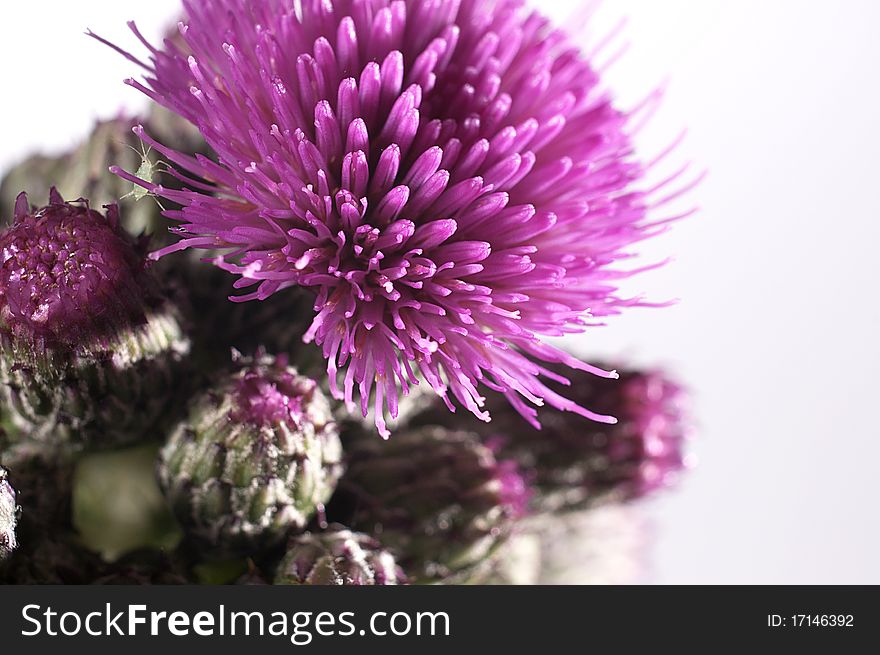 Thistle on a white background. Thistle on a white background