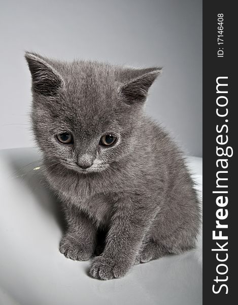 Grey kitten looking down on gray background