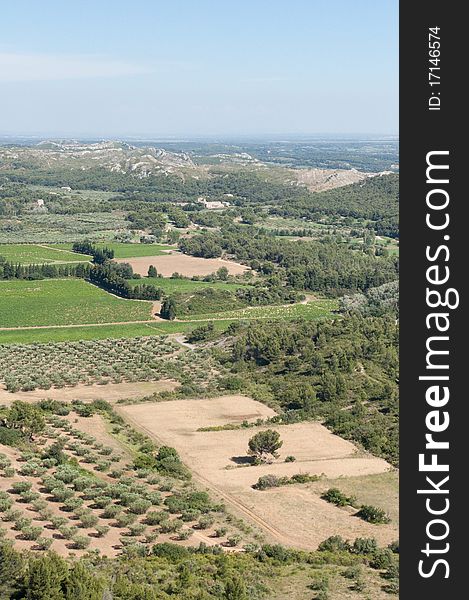 Landscape - french olive trees and forests. Landscape - french olive trees and forests