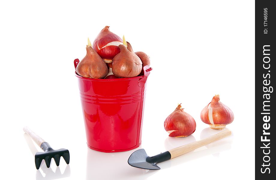 Garden equipment and tulip bulbs in a red bucket isolated over white