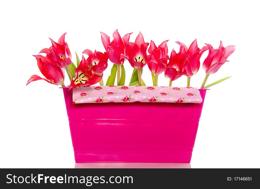 Red tulips in a plastic pink flower box decorated with flowered fabric isolated over white. Red tulips in a plastic pink flower box decorated with flowered fabric isolated over white