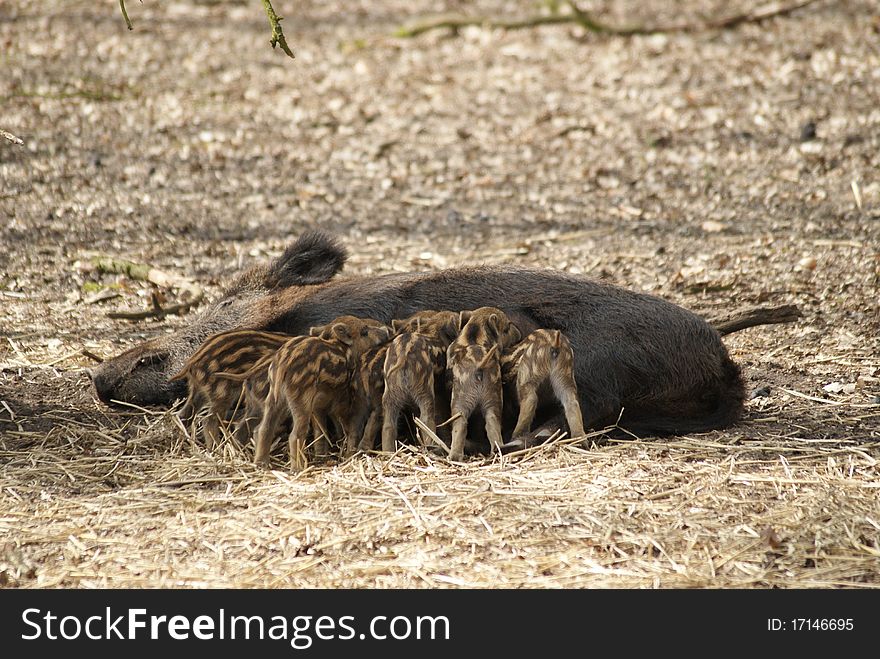 Wild boar feeding jung