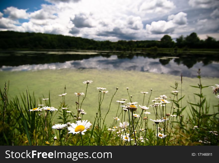 Daisies along pond in summer. Daisies along pond in summer