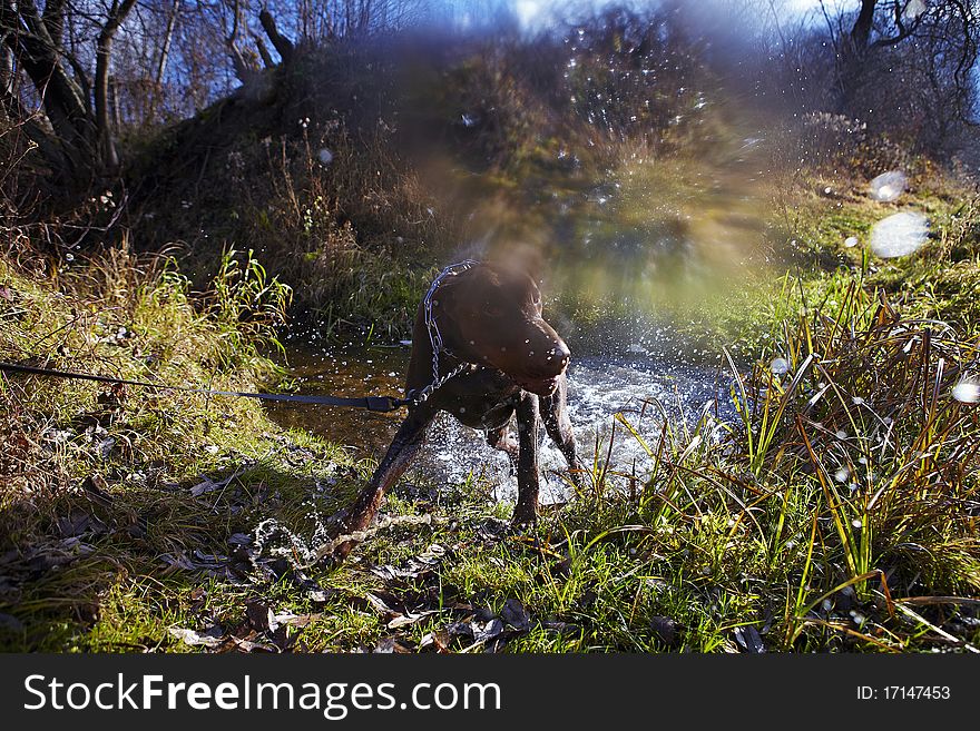 Young Brown Doberman