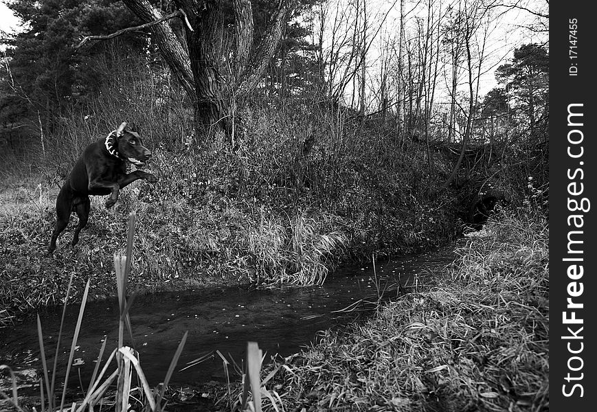 Young brown doberman. Black-white Photo.