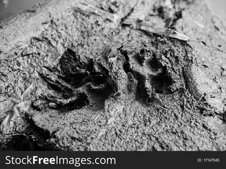Dog footprint in dried land. Photo.