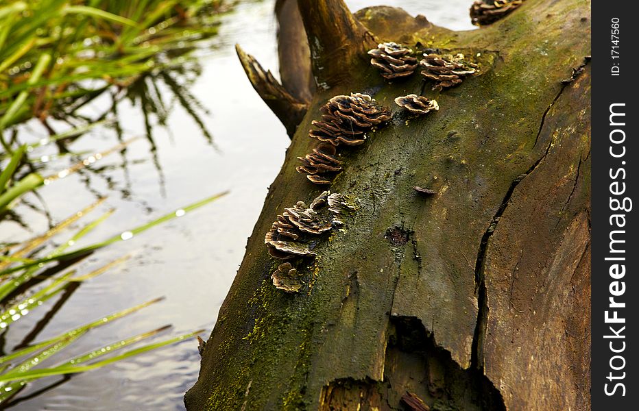 Macro photo of mushrooms growing in a forest