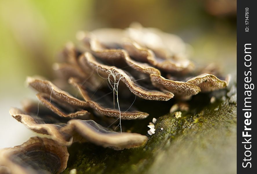 Macro photo of mushrooms growing in a forest