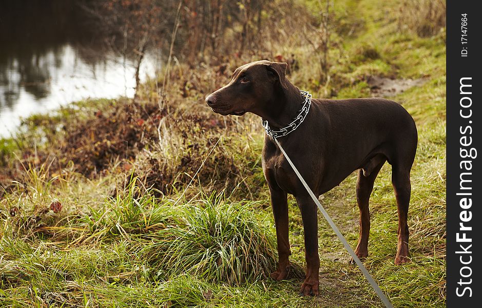 One young brown doberman. Photo.