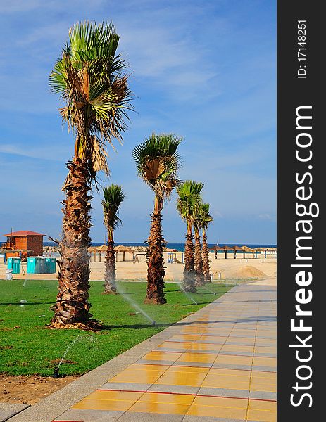 Group of palms at the Herzlia beach. Israel. Group of palms at the Herzlia beach. Israel.