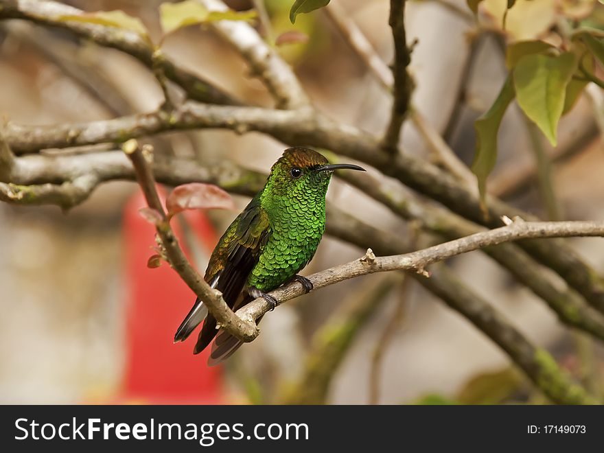 Hummingbird sitting on a tree branch