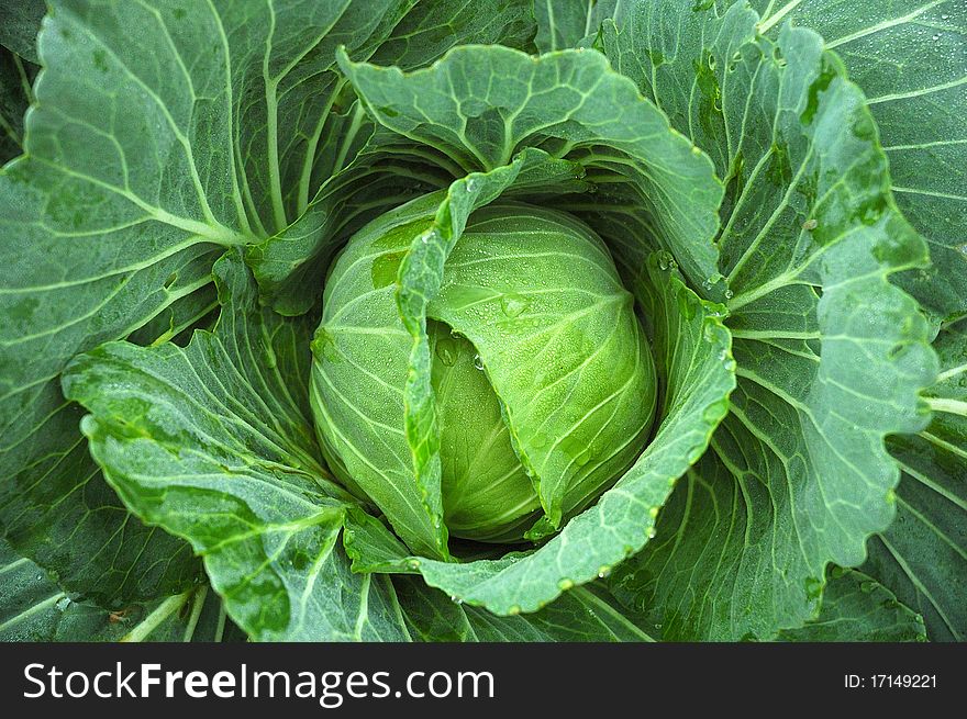 Green cabbage head with leafs.