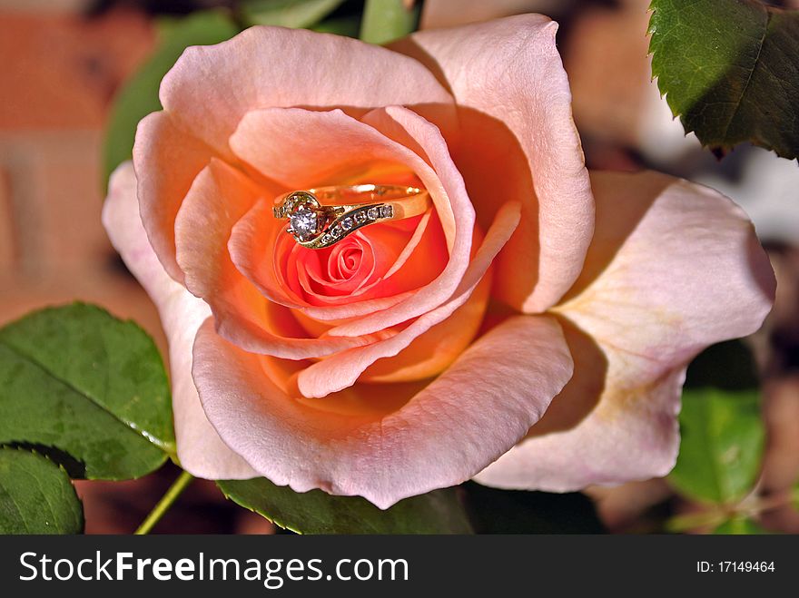 Engagement ring set in a rose. Engagement ring set in a rose