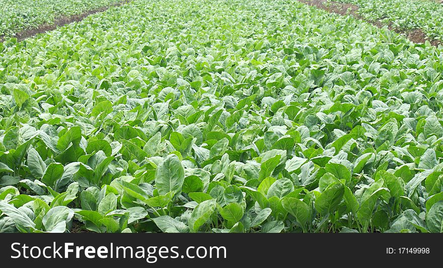 Vegetables farms in countryside thailand