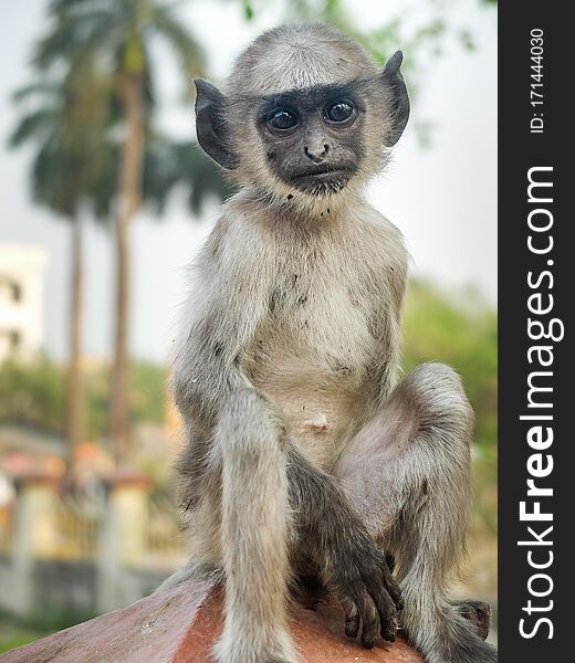 A young male Hanuman primate is taking it easy resting in a human like pose at a temple in Calcutta. A young male Hanuman primate is taking it easy resting in a human like pose at a temple in Calcutta