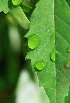 Leaf And Drops Royalty Free Stock Images