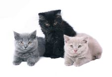 Three British Kitten. Stock Photo Three British Kitten. Stock Photo