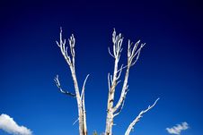 Dead Tree Royalty Free Stock Photos Dead Tree Royalty Free Stock Photos