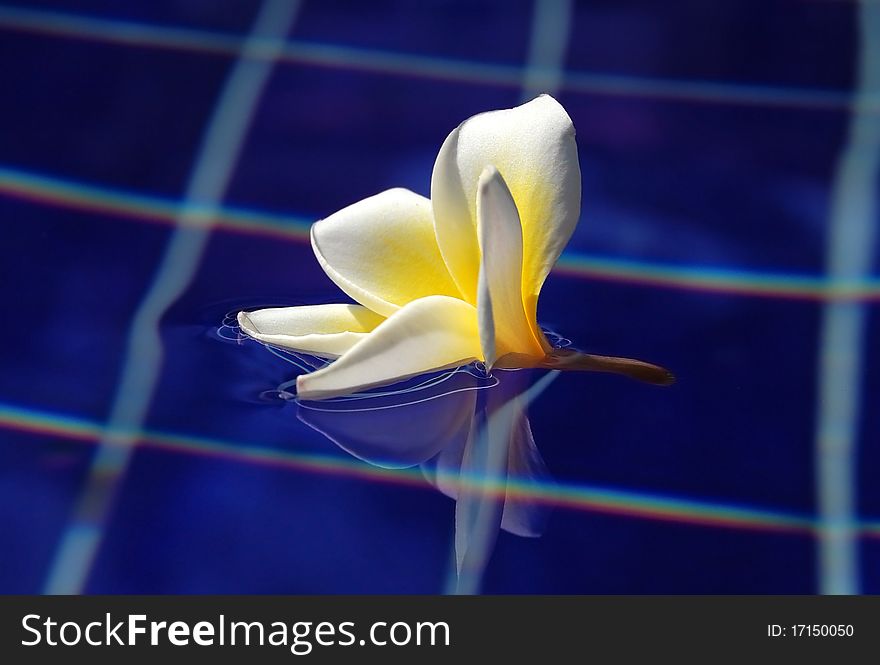 Swimming flower in swiming pool