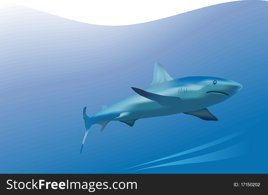 Reid white shark in the open sea. Reid white shark in the open sea