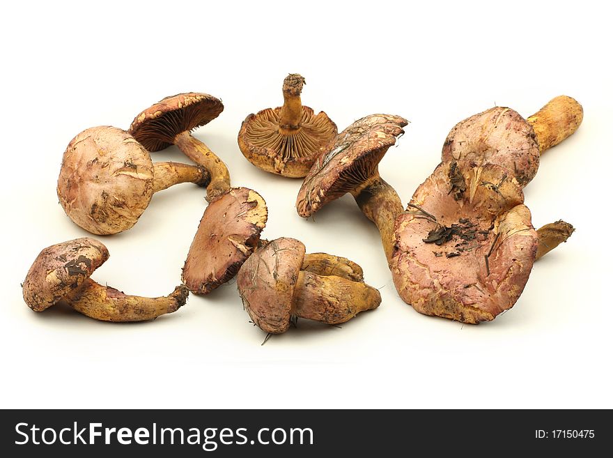 Mushroom closeup isolated on white background