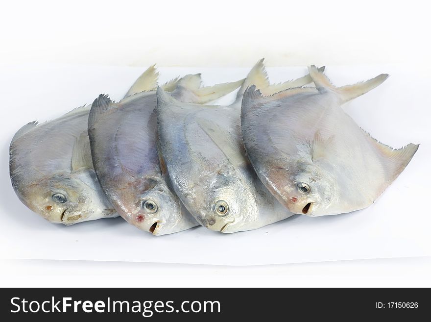 Fish isolated on a white background.