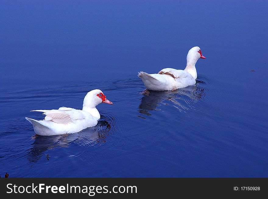 Only a calm lake with two ducks swimming. Only a calm lake with two ducks swimming