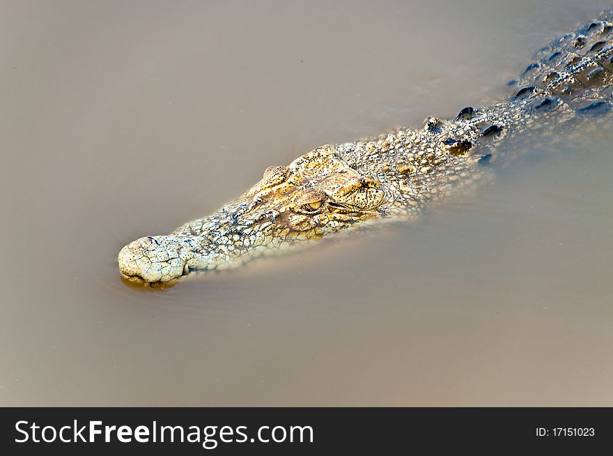 Closeup crocodile in the lake